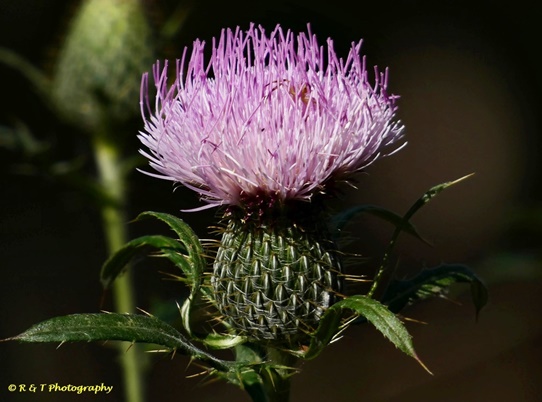 {Cirsium altissimum}